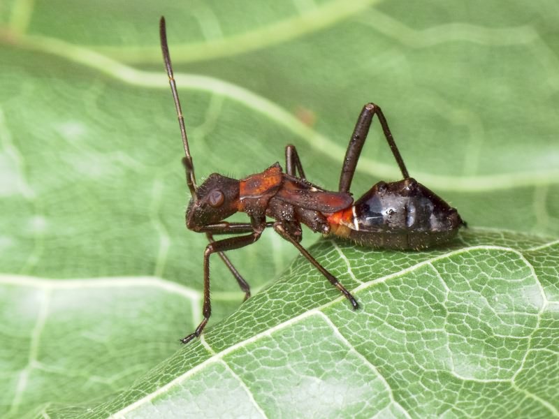 Alydus calcaratus (Linnaeus, 1758)